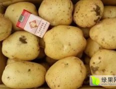 泗水土豆 供应大量荷兰15土豆，中暑5号土豆
