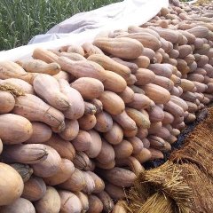 南宁崇左地区金韩密本南瓜