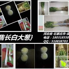 长白羊角葱已上市，欢庆广大新老客户前来致电