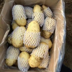 中国土豆种植基地，山东滕州