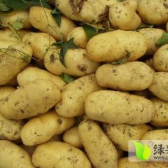 南边北边，还是滕州土豆好