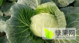 博爱甘蓝大量上市，交通方便，价格便宜