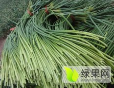专业储存预冷蒜薹 出租冷库