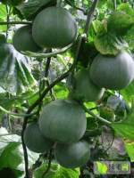 薛庄绿宝石甜瓜大量上市