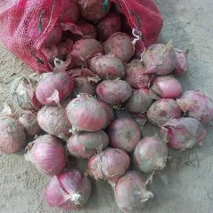 莘县红皮洋葱正在包地块中，每亩两千元