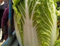 河北定州蔬菜基地4月底白菜大量上市
