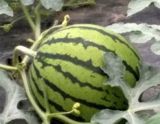 2017南乐早春大棚两万亩。近年来已形成一定规模