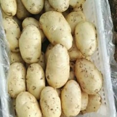 滕州土豆荷兰十五，个头大，体型美