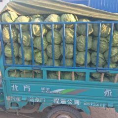 甘蓝有俩个季度分别为春秋两季