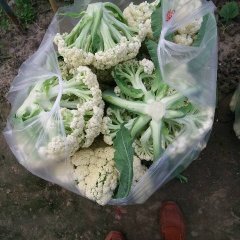 沛县沛县孔梦4月白面青梗松花菜菜花