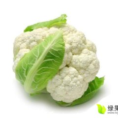 商丘市夏邑县瑞士、荷兰雪球花菜