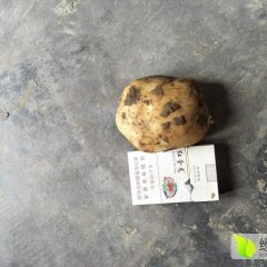 云梦土豆 近万亩土豆种植基地，品种优良