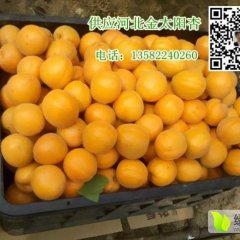 满城神星翟继同5月金太阳杏杏子