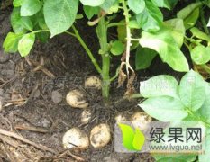 东昌府沙镇4月荷兰十五土豆