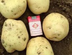 2017岱岳土豆早大白，荷兰，上市早，个头大