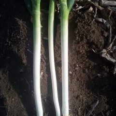 山东平度铁杆大葱火爆招商中