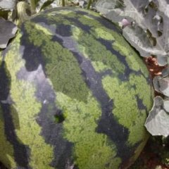 四川盐边甜王系列西瓜热销上市中