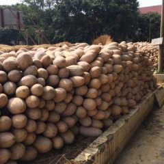 广西南宁坛洛镇密本南瓜上市