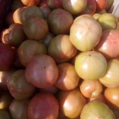 夏邑县何营乡现有大量西红柿上市