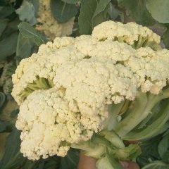 山东青州白面青梗松花菜菜花价格行情平稳