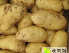 2017东昌府本地种植大面积土豆，品种较多