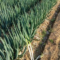 2018坊子晚抽大葱常年调车发货量大，代办经验丰富