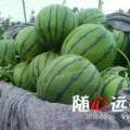 聊城市许营京欣西瓜大量供应