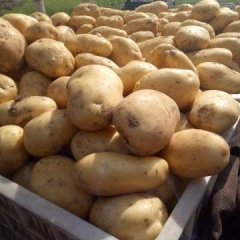 东昌府土豆，颜色鲜亮，个头大，耐运输