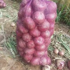 河南沁阳洋葱五月底大量上市，上货量大
