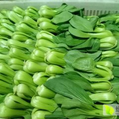 曹县小白菜 上海青 质量保证 有冷库