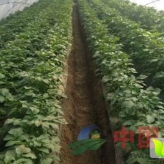 山东滕州，土豆之乡，中国土豆种植基地