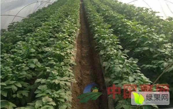 2017年山东滕州荷兰十五价格