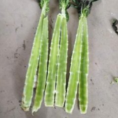 山东郯城出售莴笋，为客户提供优质产品