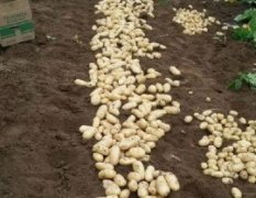 2017泗水土豆大量上市了