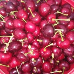 安丘樱桃 本地大棚樱桃开始大量上市