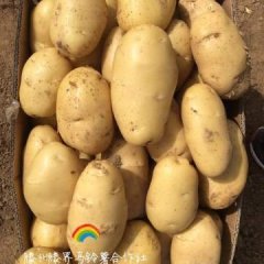 山东滕州三模拱棚荷兰十五土豆