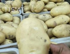 2017东昌府土豆 大棚土豆大量上市中，质量好