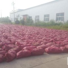 聊城洋葱6.1上市，你预备好了吗？