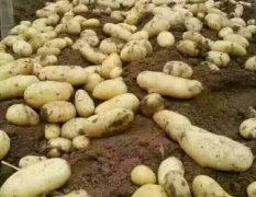 滕州春季大棚土豆，大量上市，物美价廉