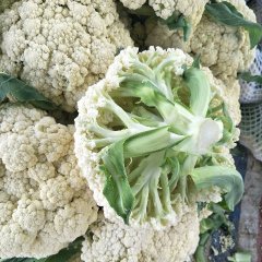 铜山菜花 绿色蔬菜之乡，历史悠久