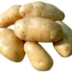山东滕州荷兰十五土豆热销上市中