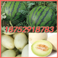 东台弶港王晓辉4月8424西瓜