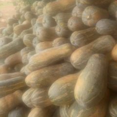 隆安南宁黄有靠4月金韩密本南瓜