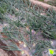 新野洋葱 本人种植大面积洋葱 长势较好