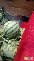 夏邑县东部，是8424西瓜种植基地