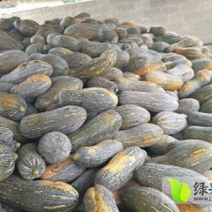 广西南宁市武鸣县锣圩镇 南瓜