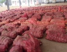 各位客商你们好，山东聊城莘县红帽手提蒜苔