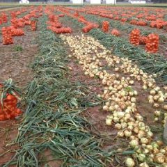 新野县是万亩优质洋葱种植基地