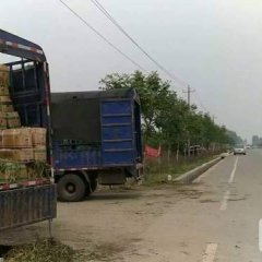 洛阳偃师翟镇大棚土豆有着十几年的种植经验