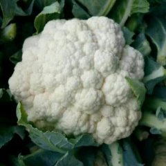 河北永年雪玉菜花火爆招商中